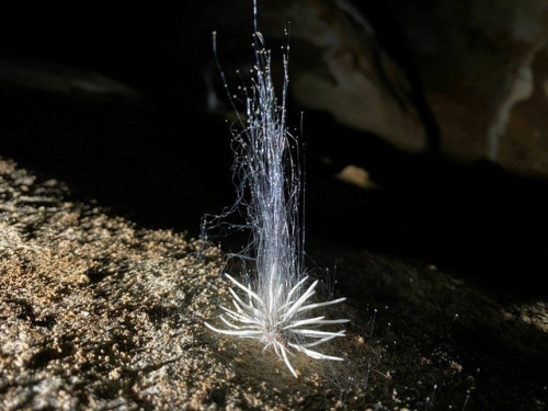 Xuất hiện thủy quái bí ẩn trong hang động ở Phong Nha - Kẻ Bàng