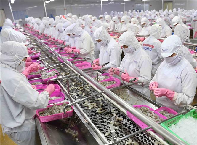Dây chuyền chế biến sản phẩm tôm xuất khẩu tại nhà máy của Tập đoàn Thủy sản Minh Phú tỉnh Cà Mau