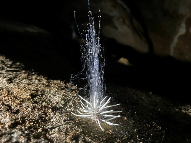 Xuất hiện thủy quái bí ẩn trong hang động ở Phong Nha Kẻ Bàng Anhr 2